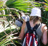 Palm Jungle loop track - Accommodation Southport