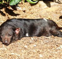 Symbio Wildlife Park - Accommodation Southport