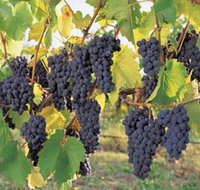 Hills Short Wine and Food Trail - Southport Accommodation