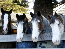 Victor Harbor Horse Drawn Tramway - Southport Accommodation 0