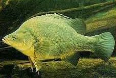 Charleville - Bakers Bend Warrego River Fishing Spot - Accommodation Southport 2