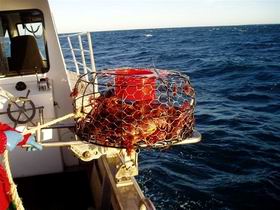 Lacepede Seafood - Accommodation Southport 1