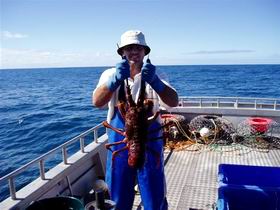 Lacepede Seafood - Accommodation Southport 2