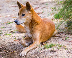 Territory Wildlife Park - Southport Accommodation 2