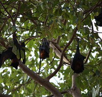 Manngarre Rainforest Walk - Southport Accommodation