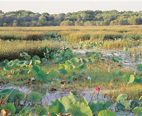 Fogg Dam Conservation Reserve - Southport Accommodation 0