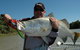 Reidy's Fishing Lures - thumb 0