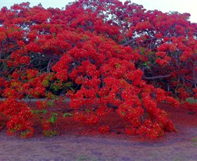 George Brown Darwin Botanic Gardens - Southport Accommodation 1