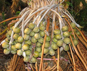 George Brown Darwin Botanic Gardens - Southport Accommodation 7