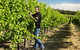 Patrick Of Coonawarra - thumb 0