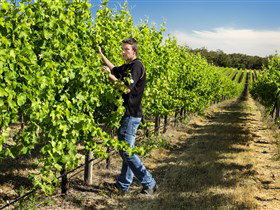 Patrick Of Coonawarra - Southport Accommodation 0