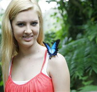 Australian Butterfly Sanctuary - Southport Accommodation