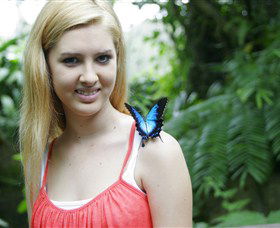 Australian Butterfly Sanctuary - Southport Accommodation 0