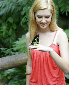 Australian Butterfly Sanctuary - Southport Accommodation 1