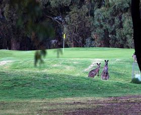 Deniliquin Golf Club - Southport Accommodation 2