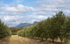 Red Rock Olives - thumb 1