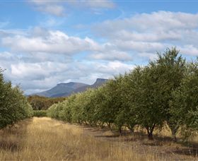 Red Rock Olives - Southport Accommodation 1