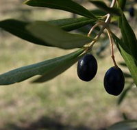 Red Rock Olives - Southport Accommodation