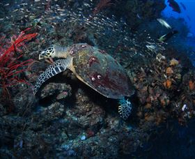 SS Yongala Dive Site - Southport Accommodation 3
