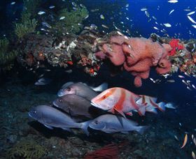 SS Yongala Dive Site - Southport Accommodation 2