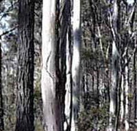 Kooyoora State Park - Southport Accommodation