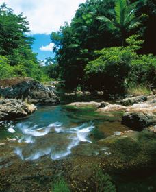 Cedar Creek Falls - Accommodation Southport 1