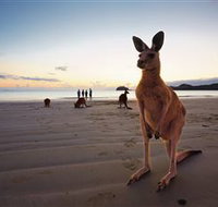 Wallabies on the Beach at Cape Hillsborough - Accommodation Southport