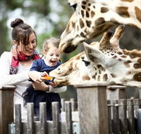 Taronga Western Plains Zoo Dubbo - Southport Accommodation