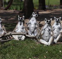 Savannah Visitor Plaza Taronga Western Plains Zoo Dubbo - Southport Accommodation