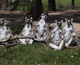 Savannah Visitor Plaza, Taronga Western Plains Zoo Dubbo - Accommodation Southport 0