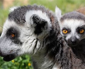 Savannah Visitor Plaza, Taronga Western Plains Zoo Dubbo - Accommodation Southport 1