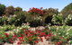 Barooga Botanical Gardens - thumb 2