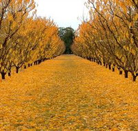 Sun Country on the Murray Farm Gate Trail - Accommodation Southport