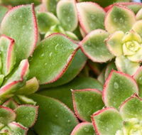 Billabong Garden Complex  Cafe - Accommodation Southport