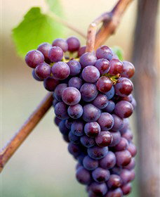 Ellender Estate - Accommodation Southport 6