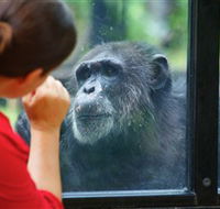 The Rockhampton Zoo - Accommodation Southport