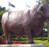 Rockhampton Bull Statues - Accommodation Southport
