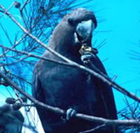 Mount Archer National Park - Accommodation Southport