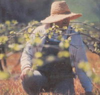 Canobolas Smith Winery - Southport Accommodation