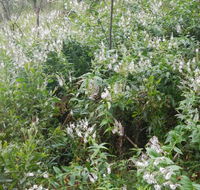 Snowgum walking track