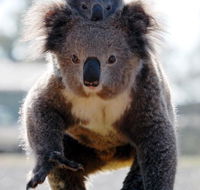 Koalas in Gunnedah - Accommodation Southport