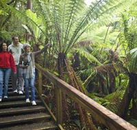 Otway Fly Treetop Adventures - Southport Accommodation