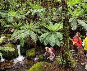 Baw Baw National Park - Southport Accommodation 0