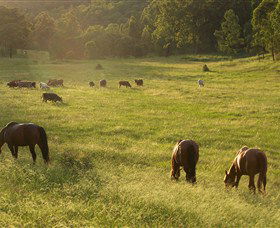 Chapman Valley Horse Riding - Southport Accommodation 4