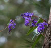 Mann River Nature Reserve - Accommodation Southport