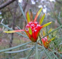 Glenbrook Native Plant Reserve and Nursery - Southport Accommodation