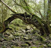 Mitchell River Walking Track - Accommodation Southport