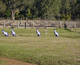 Wollombi Wines - Accommodation Southport 5