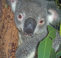 Hunter Valley Zoo - Accommodation Southport