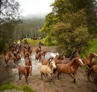 Glenworth Valley Horse Riding - Southport Accommodation